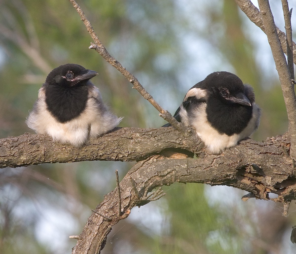 Eurasian Magpie - Dave Rintoul