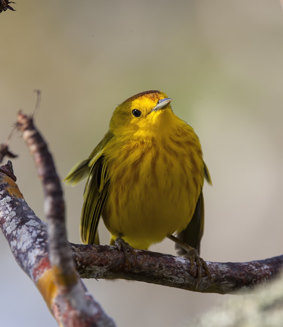 Yellow Warbler (Galapagos) - Dave Rintoul