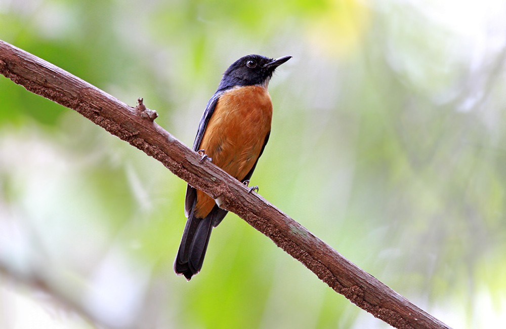 Sulawesi Blue Flycatcher (Tanahjampea) - ML205221701