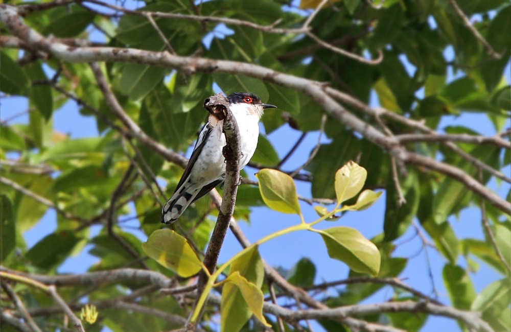 Little Bronze-Cuckoo (Pied) - ML205221801