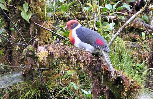 Flame-breasted Fruit-Dove - ML205221921