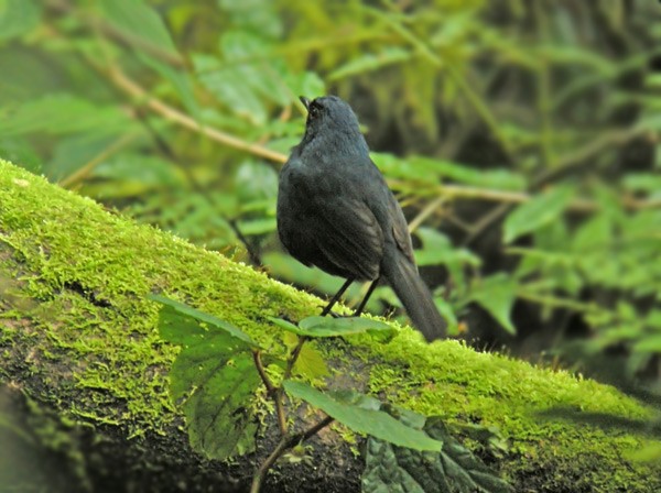 Brachyptère des Célèbes (calligyna/picta) - ML205222021