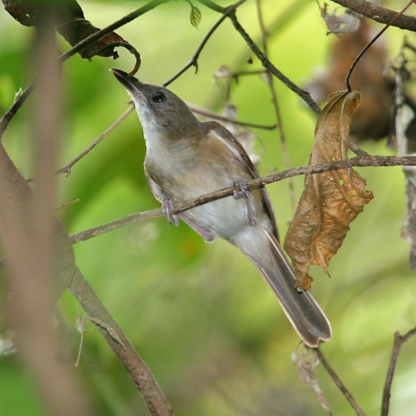 Silbador Moluqueño - ML205222161