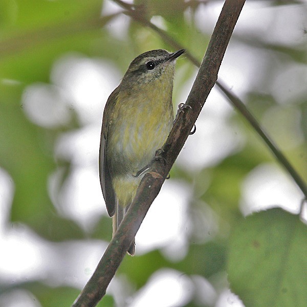 Mosquitero de Célebes - ML205222171