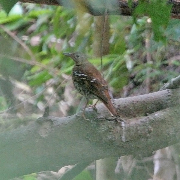 Fawn-breasted Thrush - Robert Hutchinson