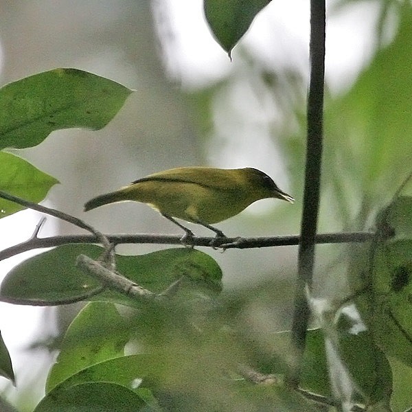 Kai Kecil White-eye - Robert Hutchinson / Birdtour Asia