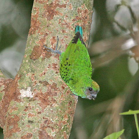 Yellow-capped Pygmy-Parrot - Robert Hutchinson / Birdtour Asia