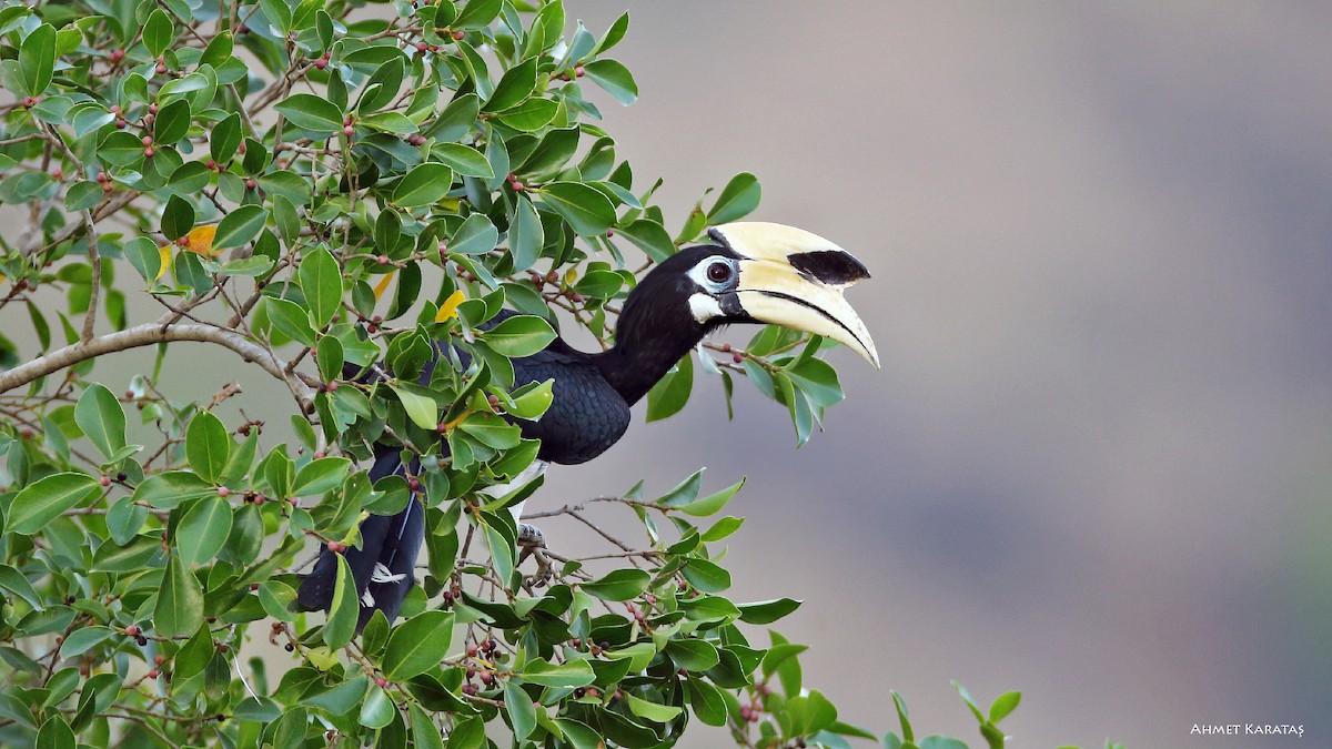 Oriental Pied-Hornbill - ML205222351