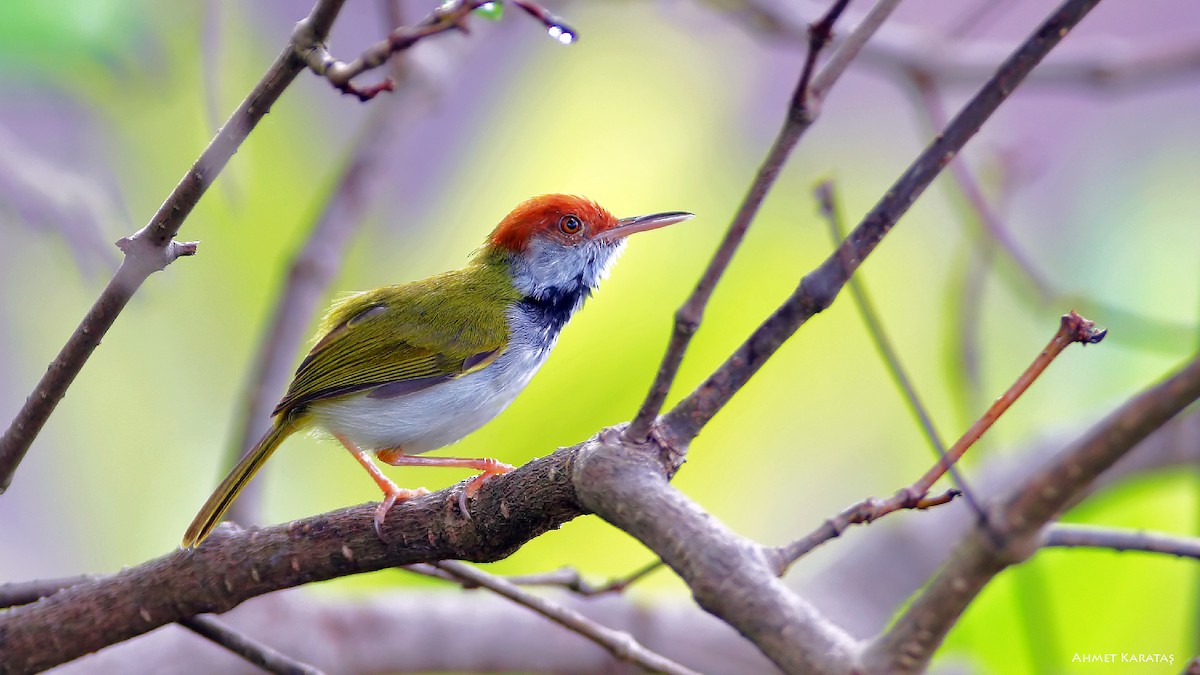 Dark-necked Tailorbird - ML205222371