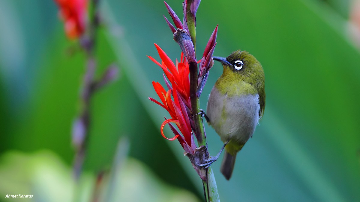 Sri Lanka White-eye - ML205222391