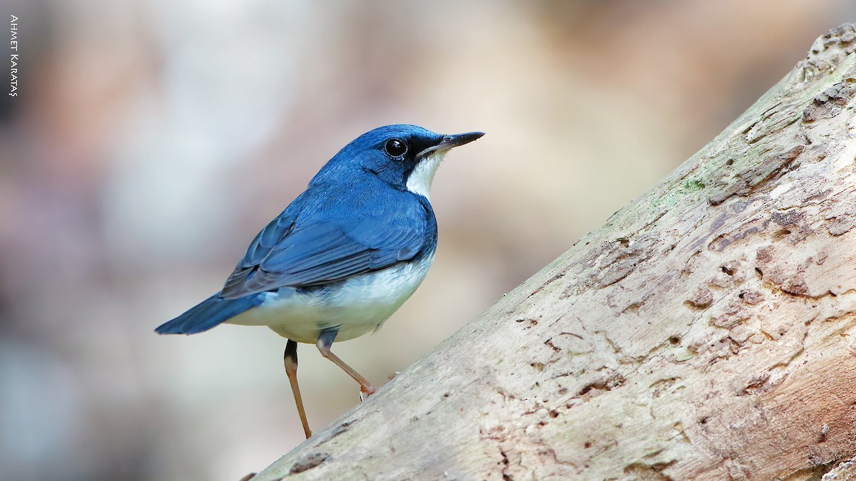 Siberian Blue Robin - Prof.Dr. Ahmet Karatash