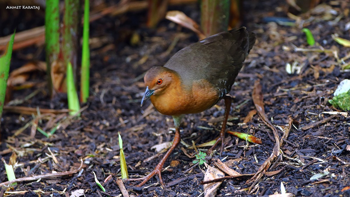 Band-bellied Crake - ML205222421