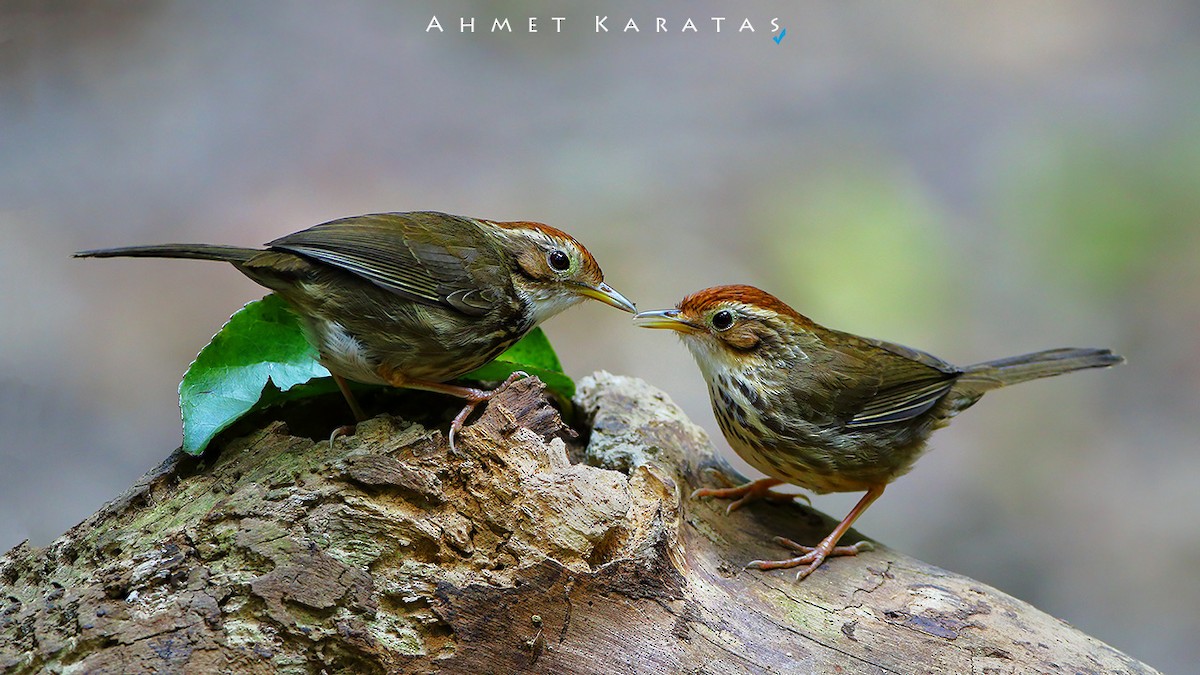 Puff-throated Babbler - ML205222431