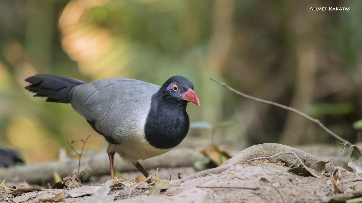 Coral-billed Ground-Cuckoo - ML205222461