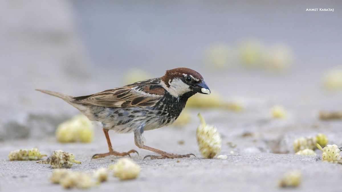 Spanish Sparrow - ML205222491