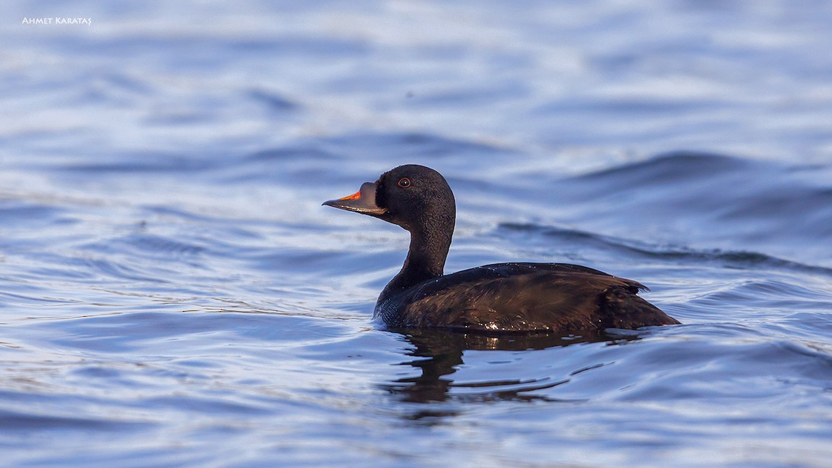 Common Scoter - Prof.Dr. Ahmet Karatash