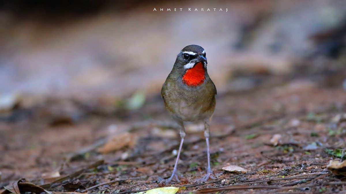 Siberian Rubythroat - ML205222571