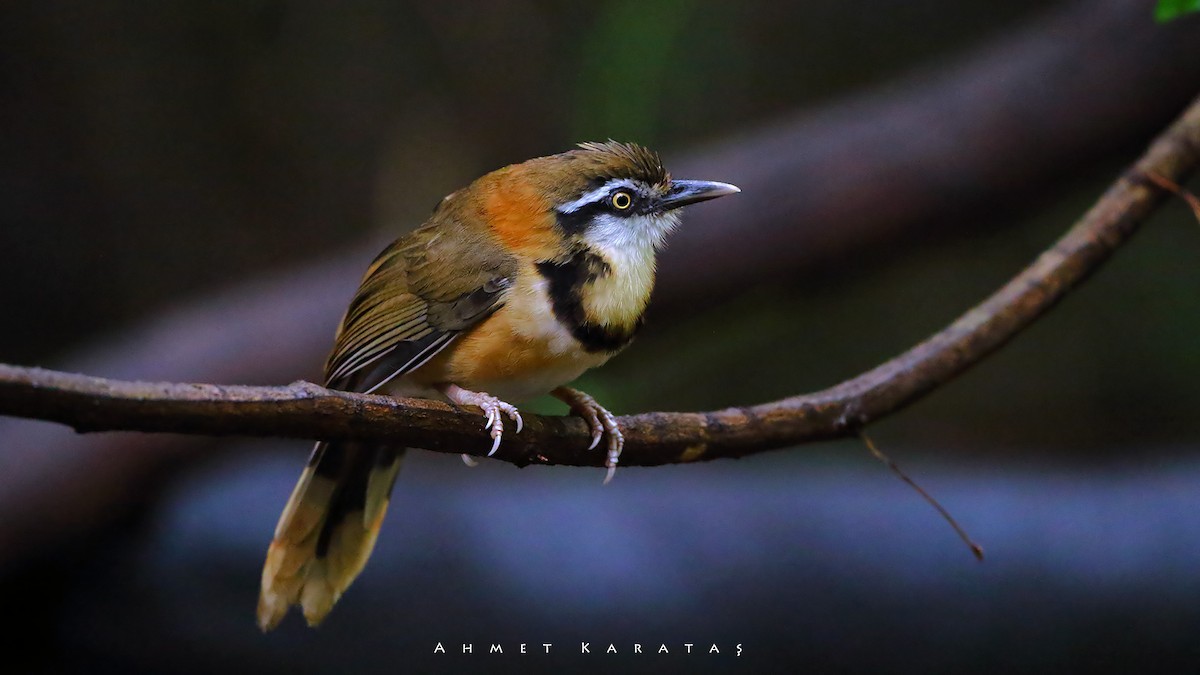 Lesser Necklaced Laughingthrush - ML205222591