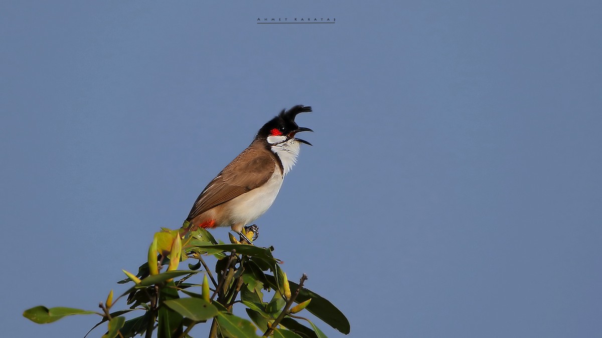 Red-whiskered Bulbul - ML205222601