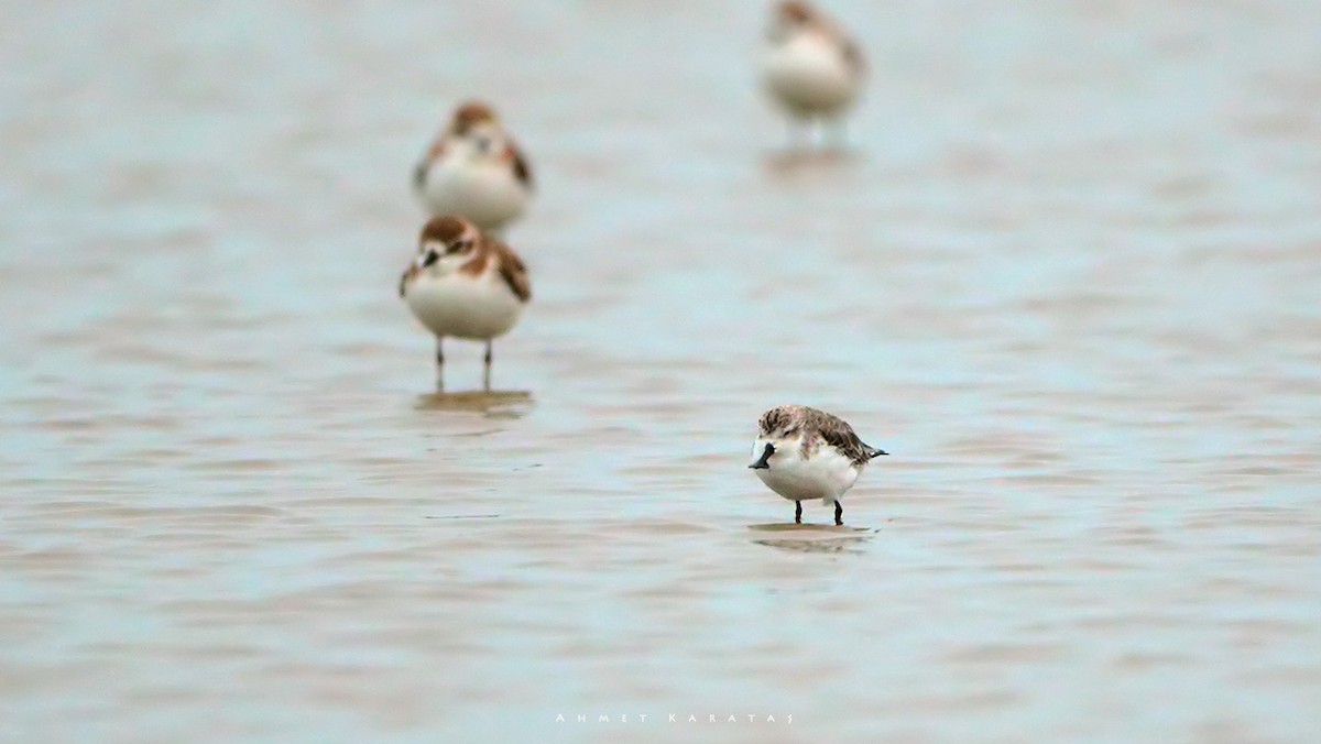 Spoon-billed Sandpiper - ML205222631