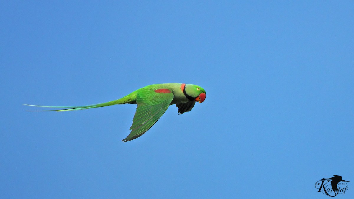 Alexandrine Parakeet - Prof.Dr. Ahmet Karatash