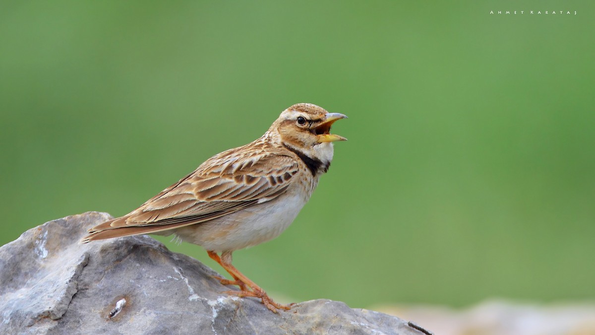 Bimaculated Lark - ML205222681
