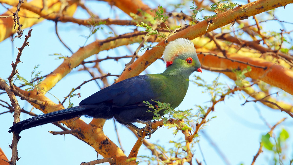 Prince Ruspoli's Turaco - ML205222761