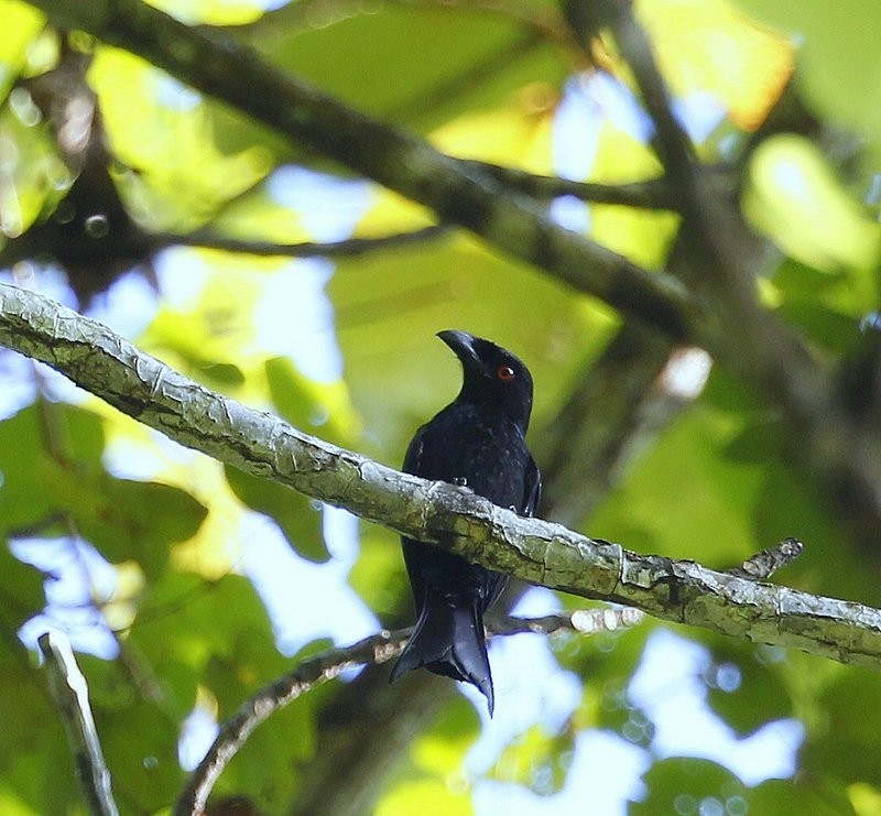 Spangled Drongo (Papuan) - ML205222791