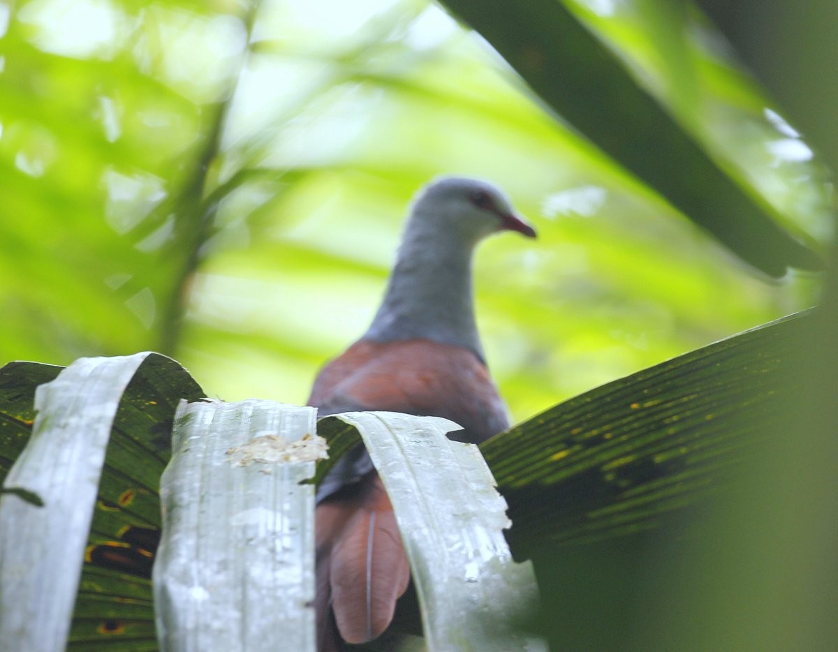 Great Cuckoo-Dove - ML205222851