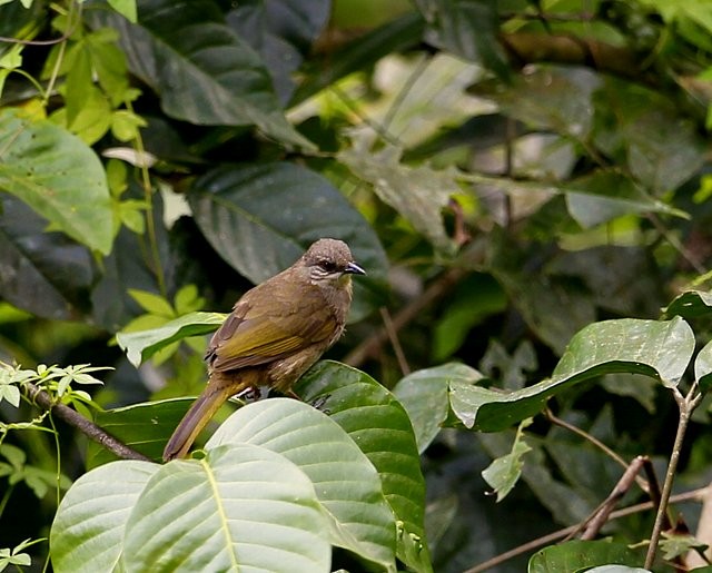 Bulbul à ailes olive - ML205222891