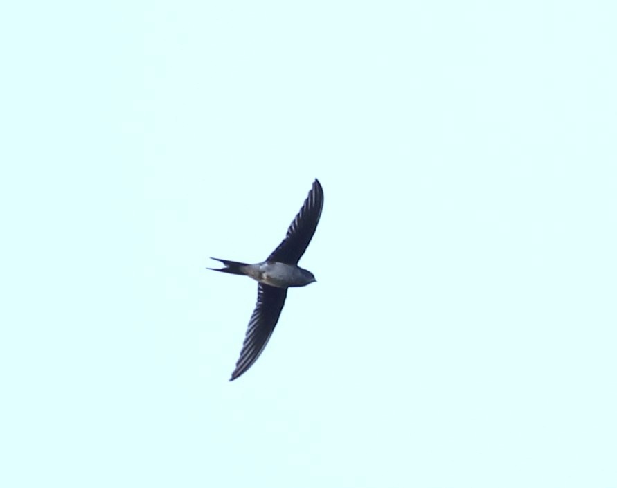 Asian Palm Swift - ML205222901