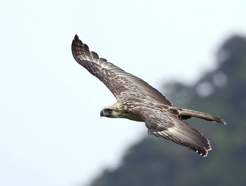 Philippine Eagle - ML205222981