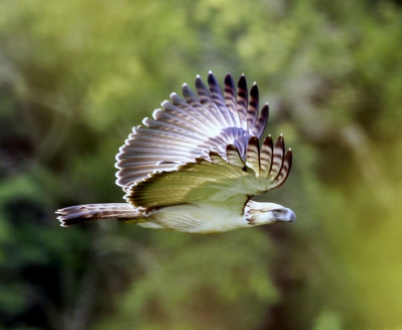 Philippine Eagle - ML205222991