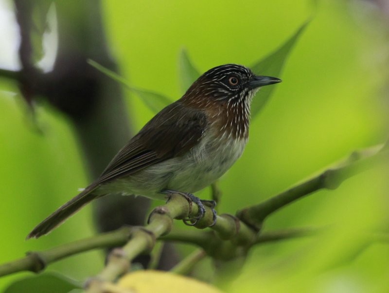 Mindanao Pygmy-Babbler - Carmelo López Abad