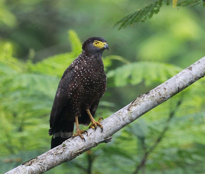Philippine Serpent-Eagle - Carmelo López Abad