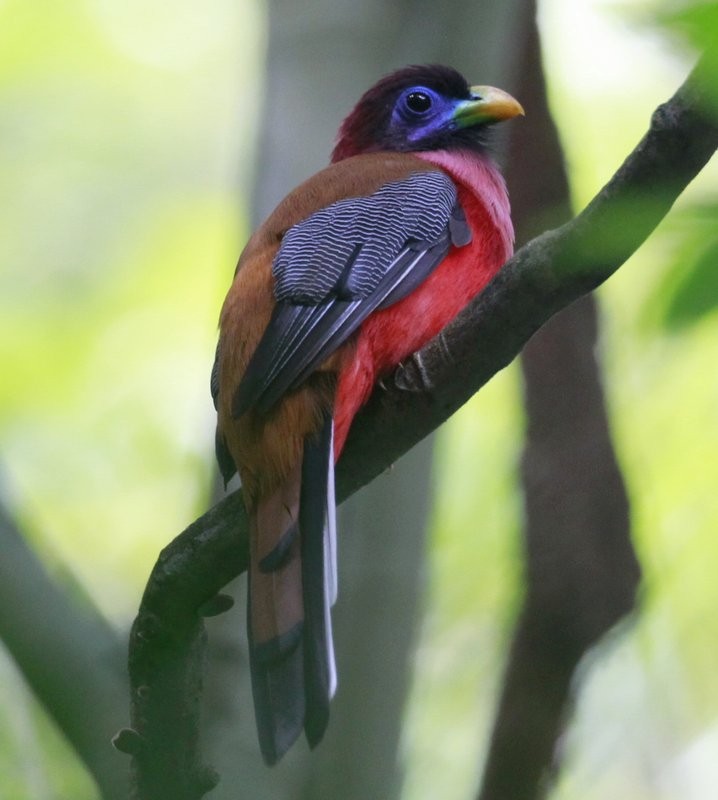 Philippine Trogon - ML205223111