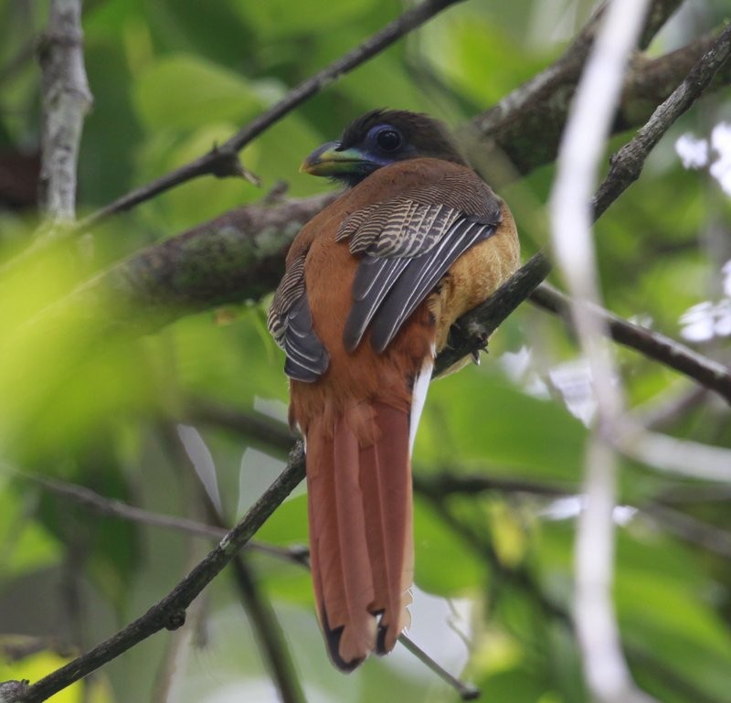 Philippine Trogon - ML205223121