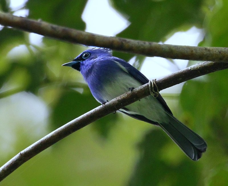 Short-crested Monarch - Carmelo López Abad