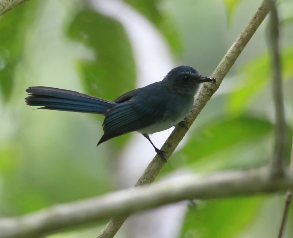 Mindanao Blue-Fantail - Carmelo López Abad