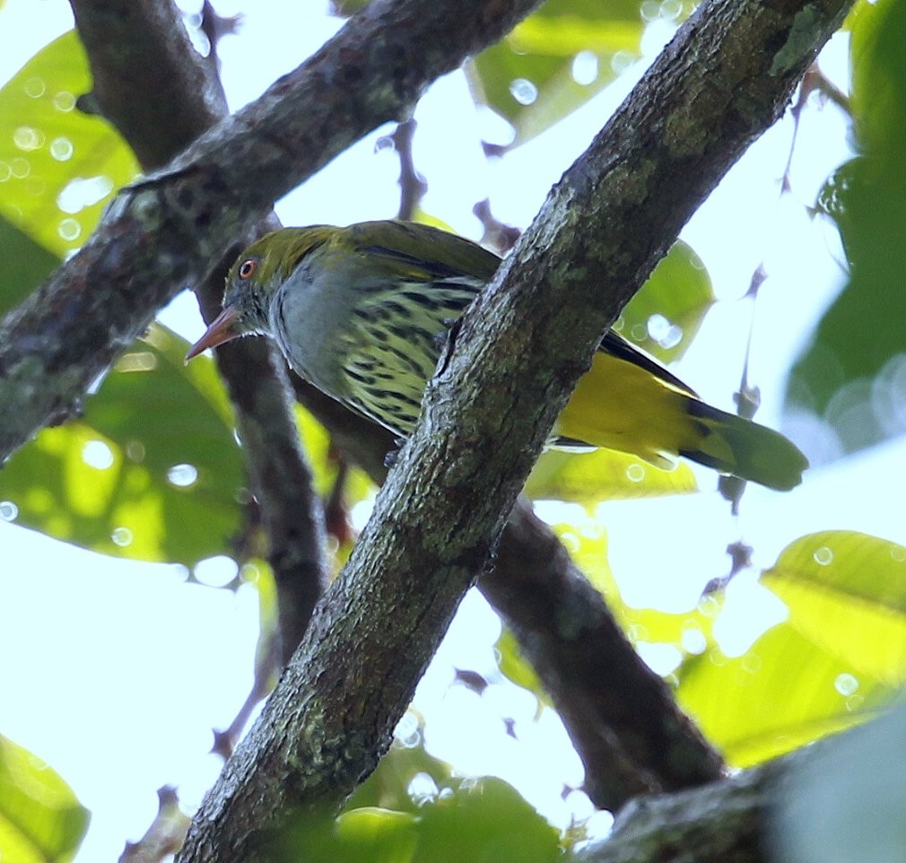 Philippine Oriole - ML205223191