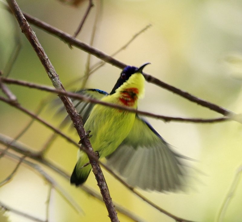 Metallic-winged Sunbird (Southern) - Carmelo López Abad