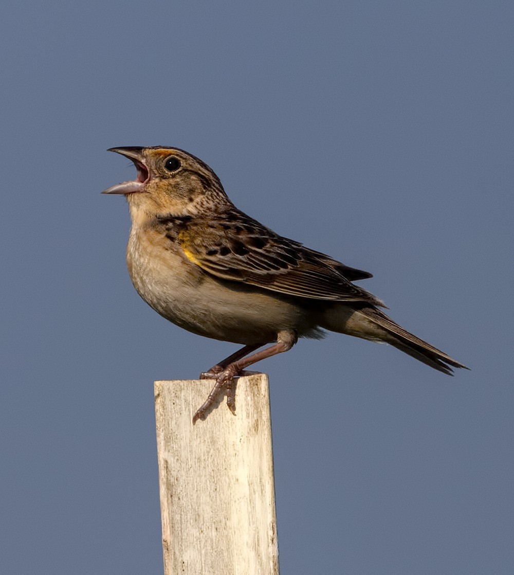 Grasshopper Sparrow - ML205223491