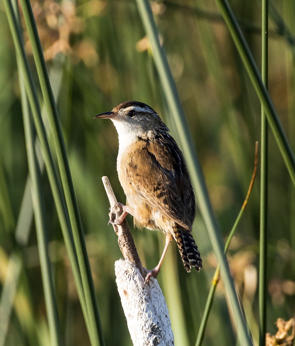 Sumpfzaunkönig [palustris-Gruppe] - ML205223651