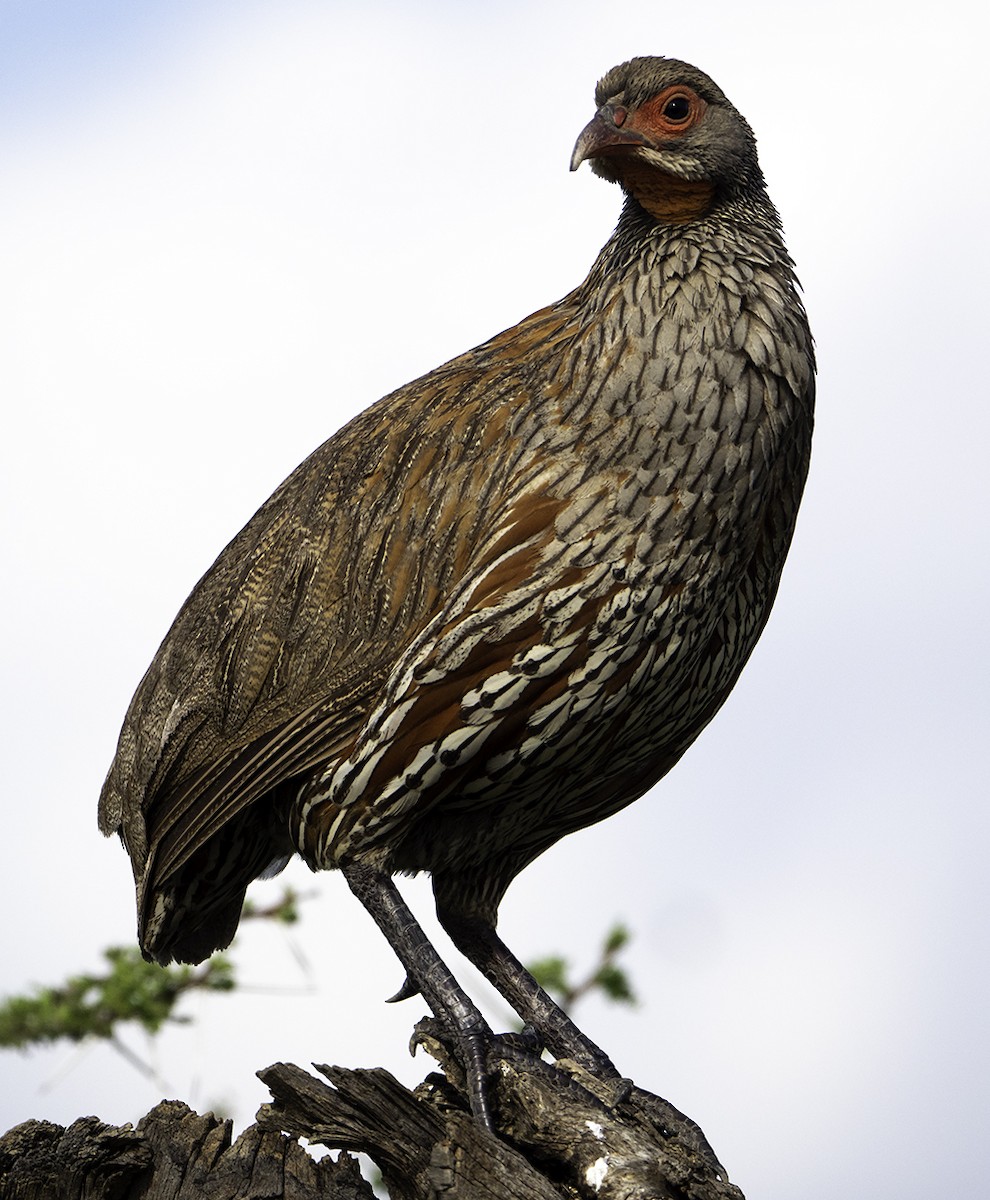 Gray-breasted Spurfowl - ML205223791