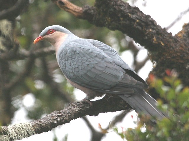 Seram Mountain-Pigeon - ML205223881