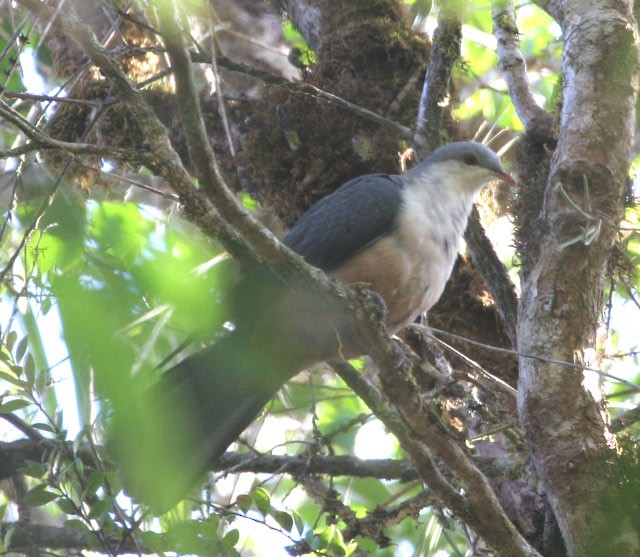 Buru Mountain-Pigeon - ML205223891