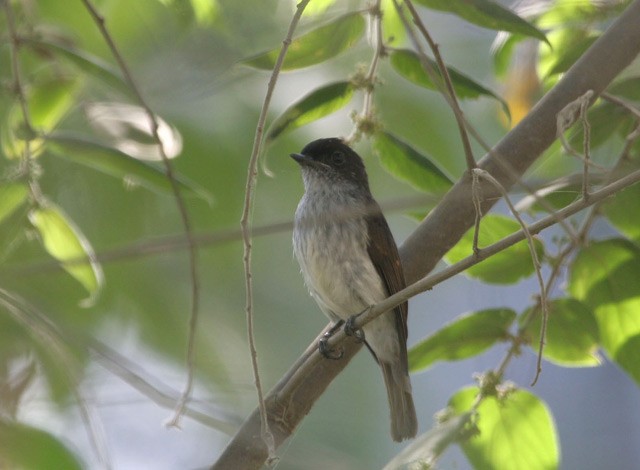 Buru Jungle Flycatcher - ML205223911