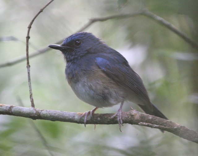 Blue-breasted Blue Flycatcher - ML205223991