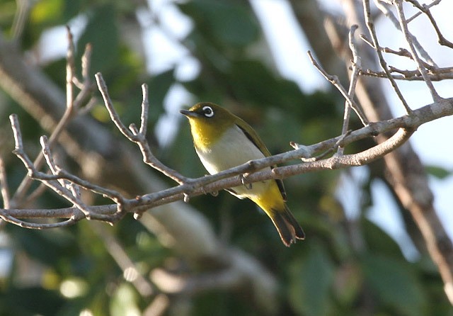 Ambon White-eye - ML205224021