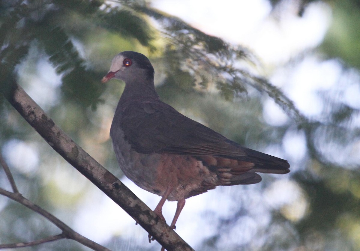 Gray-fronted Quail-Dove - ML205224511